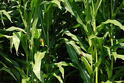 corn plants closer stalks structure showing field