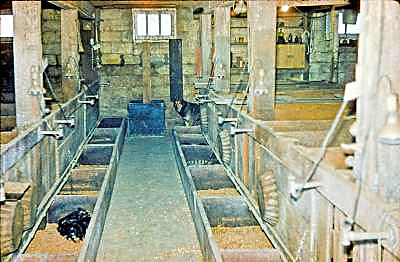 Farrowing, 1951 Farrowing, 1951