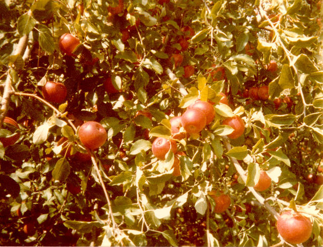 Closeup of Red Jonathans, 1984 Closeup of Red Jonathans, 1984