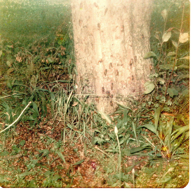 Cicadas on Apple Trees Cicadas on Apple Trees