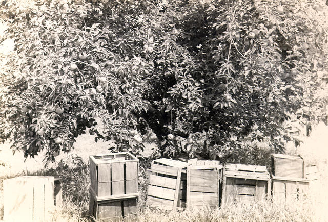 Fruit Boxes Under Apples Trees Fruit Boxes Under Apples Trees