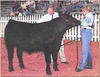 Georgia National Beef Show