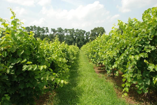 Rows of Grapes Rows of Grapes