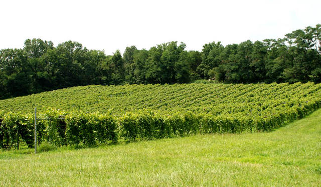 View of Winery from the Entrance View of Winery from the Entrance