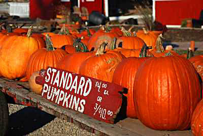 Standard Pumpkins