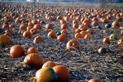 Field of Pumpkins