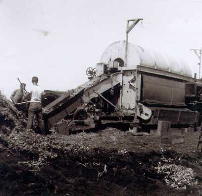 Picking Peas