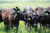 Black Angus Cattle