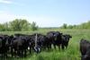 Angus in Pasture