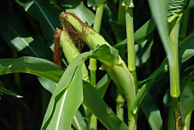 Corn Plant with Ears