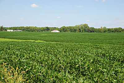 Rows of Soybeans
