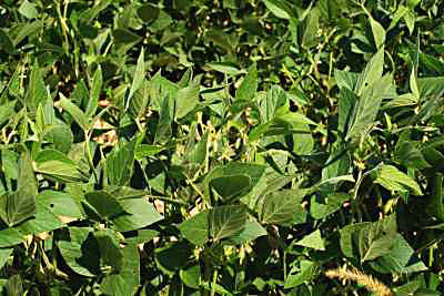 Soybean Plants