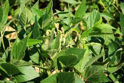 Closeup of Soybean Plant