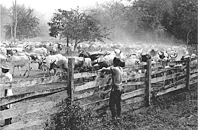 Watching a Stampede