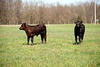Two Angus Bull Calves