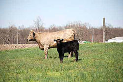 Angus Cow and Calf