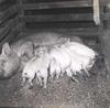 Litter of Pigs for a 4-H Project