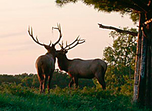 Two Bull Elk