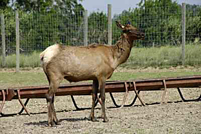 An Elk