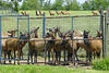 Herd of Elk in Pens