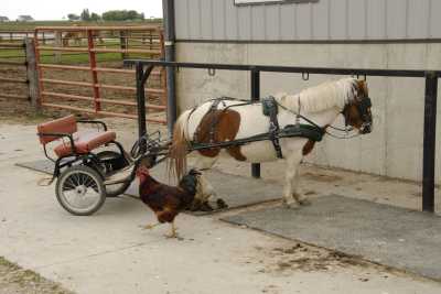 Shetland Pony