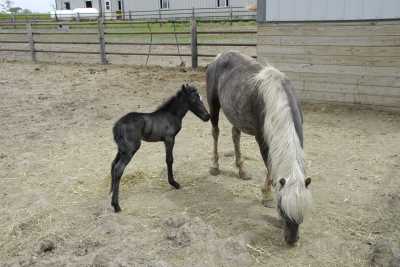 Shetland and Foal