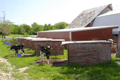 Calves and Shelters