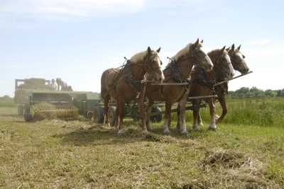 Horse-Powered Harvest