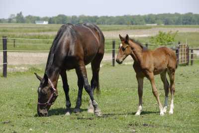 Mare and Colt