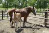 Belgian Mare and Colt