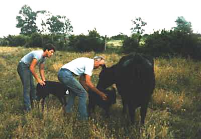 Matthew and Dale Hughes with Cattle