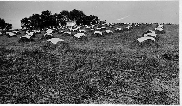 Mounds of Alfalfa