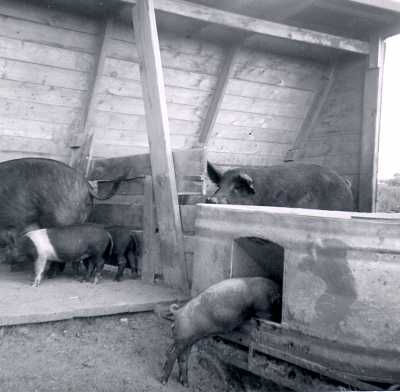 Pig Shelter