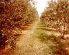 McGuire Orchard in 1984