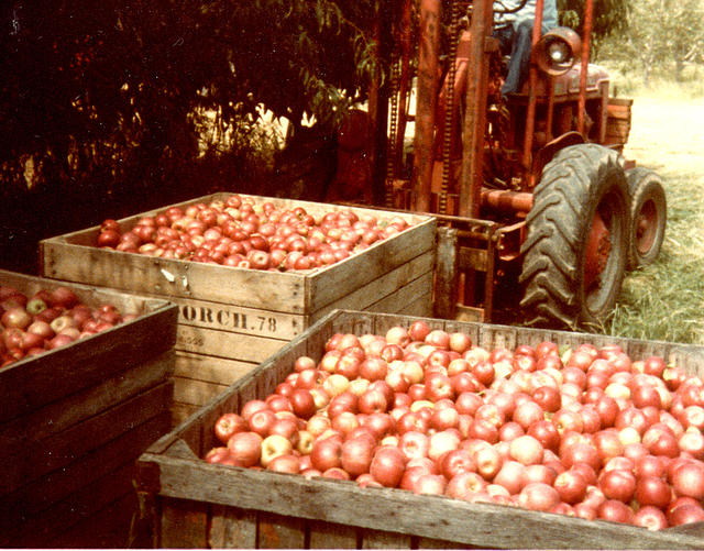 Apples in Bins