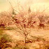 Spring Blooms on Delicious Apple Trees