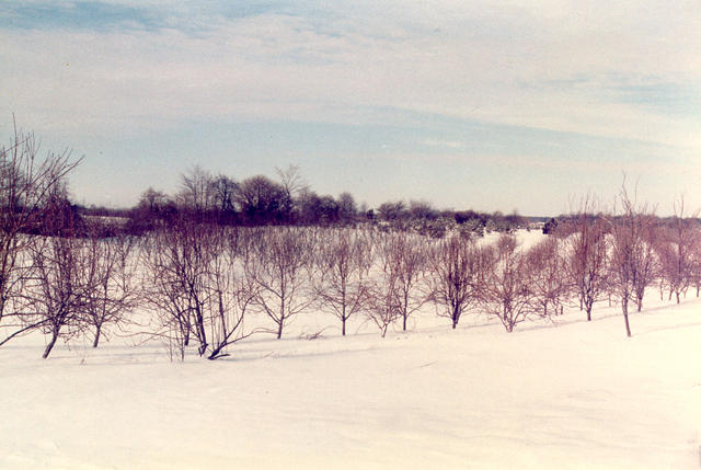 New Trees in  Winter