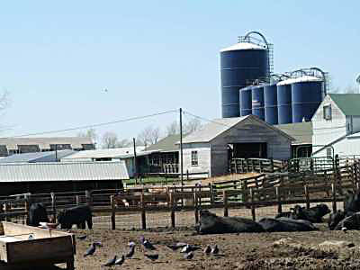 University Beef Unit, 1989 University Beef Unit, 1989