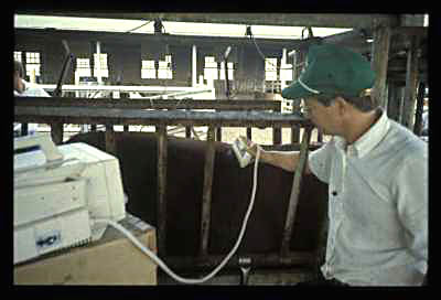 Ultrasound Technology in Beef Production
