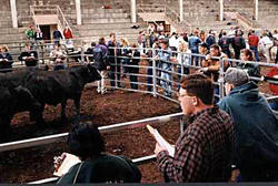 Livestock Judging