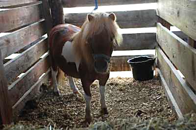 Pony Shown at the Fair