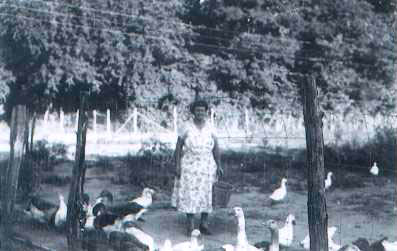 Woman Feeding Fowl