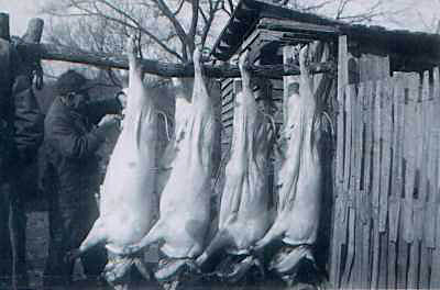 Preparing Slaughtered Hogs Preparing Slaughtered Hogs