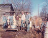 Butchering Hogs, 1960s