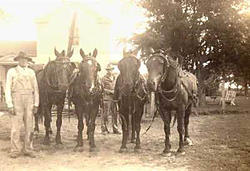 Horse Team Ready for Work