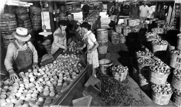 Sorting a Peach Crop Sorting a Peach Crop