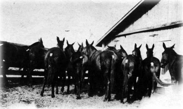 Rendleman's Mules Rendleman's Mules