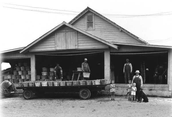 Rendlemans Loading Peaches
