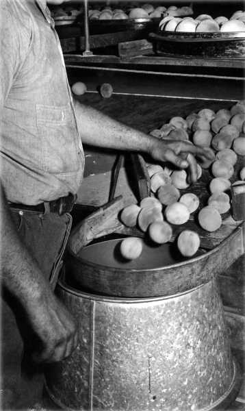 Packing the Peaches Packing the Peaches