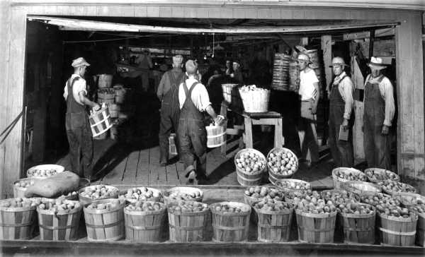 Wayne and Jimmy Grover Loading Peaches